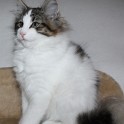 (2_11t_charlotte1.jpg/13