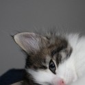 (6t_charlotte1.jpg/16