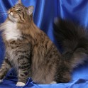(IMG_1156.jpg/6