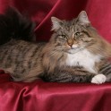 (IMG_1176.jpg/10