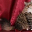 (IMG_1187.jpg/11