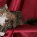 (IMG_1217.jpg/12