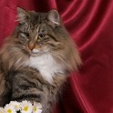 (IMG_1224.jpg/15