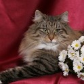 (IMG_1228.jpg/16