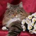 (IMG_1231.jpg/17
