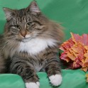 (IMG_1241.jpg/19