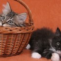 (IMG_6078.JPG/11