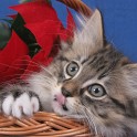 (IMG_6172.JPG/61