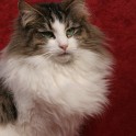(IMG_7079.JPG/5