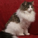 (IMG_7080.JPG/6