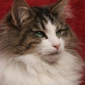 (IMG_7081.JPG/7
