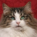 (IMG_7083.JPG/9
