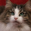 (IMG_7084.JPG/10