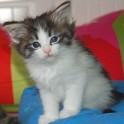 (yakida6weeks.jpg/33