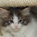 (yakida8weeks.jpg/34